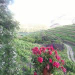 Vinhas – Fantástica Quinta em frente ao rio Douro – Exclusivo!