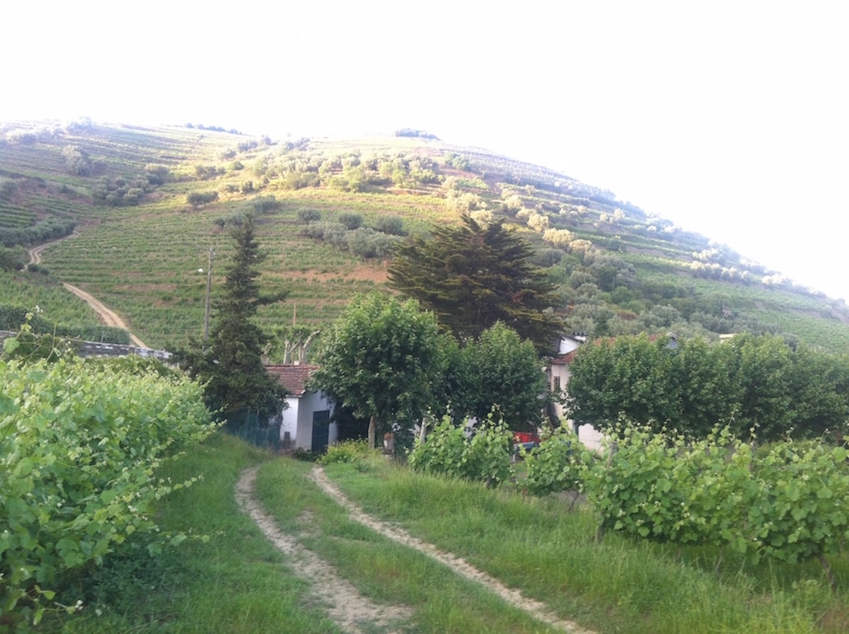 Vinhas – Fantástica Quinta em frente ao rio Douro – Exclusivo!