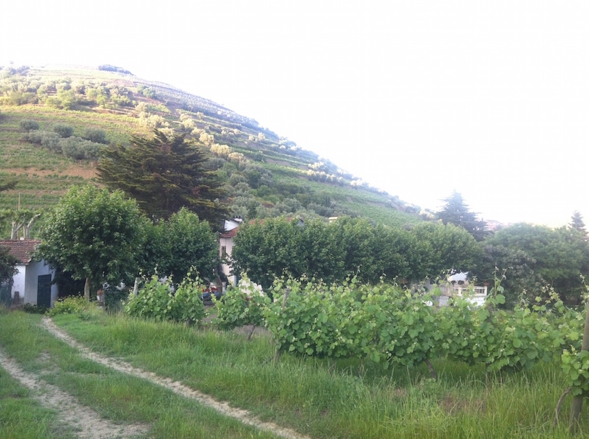 Vinhas – Fantástica Quinta em frente ao rio Douro – Exclusivo!