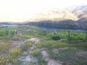 Farm and vineyard facing Douro river for sale
