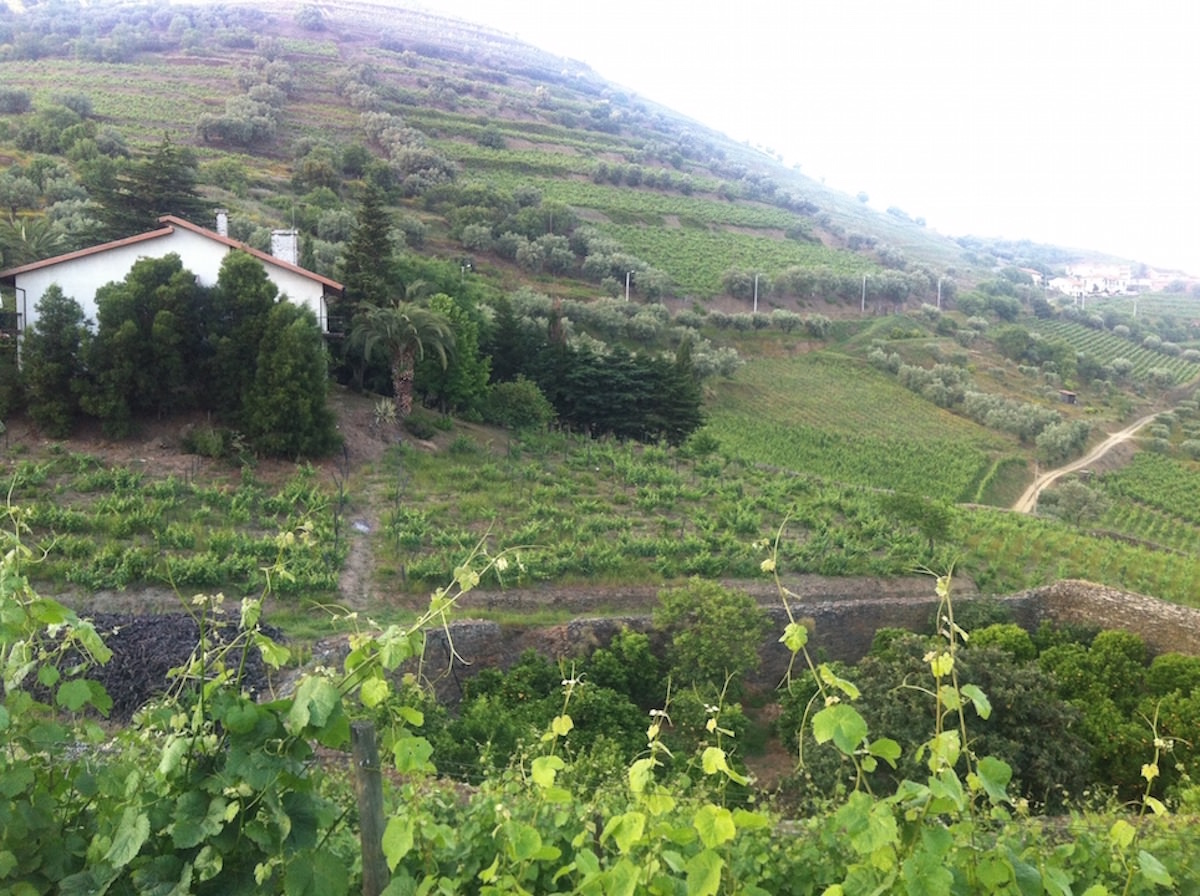 Vinhas – Fantástica Quinta em frente ao rio Douro – Exclusivo!