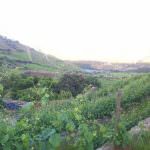 Vinhas – Fantástica Quinta em frente ao rio Douro – Exclusivo!