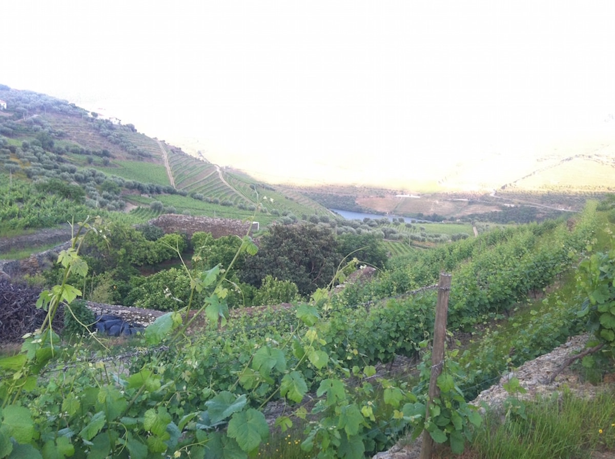 Vinhas – Fantástica Quinta em frente ao rio Douro – Exclusivo!