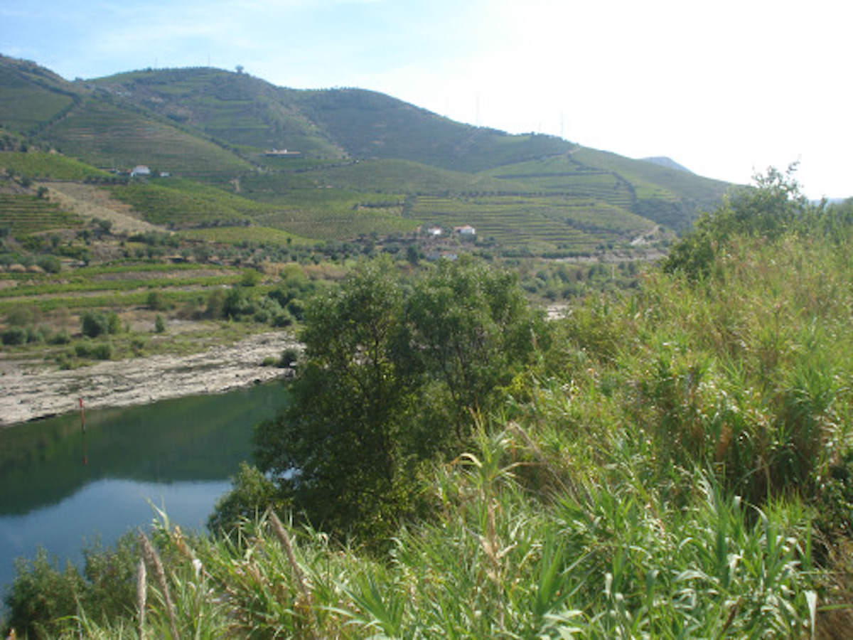 Douro Ferme – Production de vin de Porto