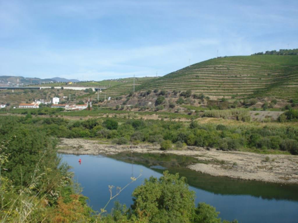 Vineyard for sale in Portugal Villas Luz Portuguese Real Estate Agency