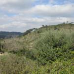 Terreno para construção em pleno Parque Natural da Arrábida