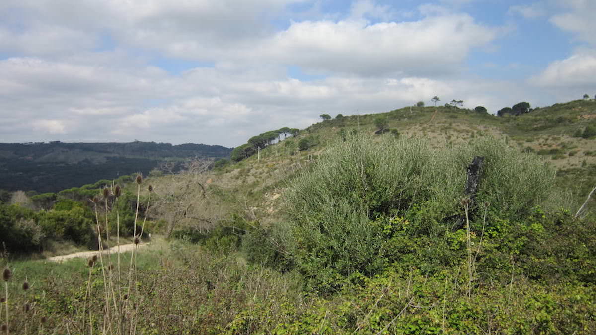 Terreno para construção em pleno Parque Natural da Arrábida