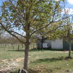 Quinta rústica com moinho de vento à venda em Portugal