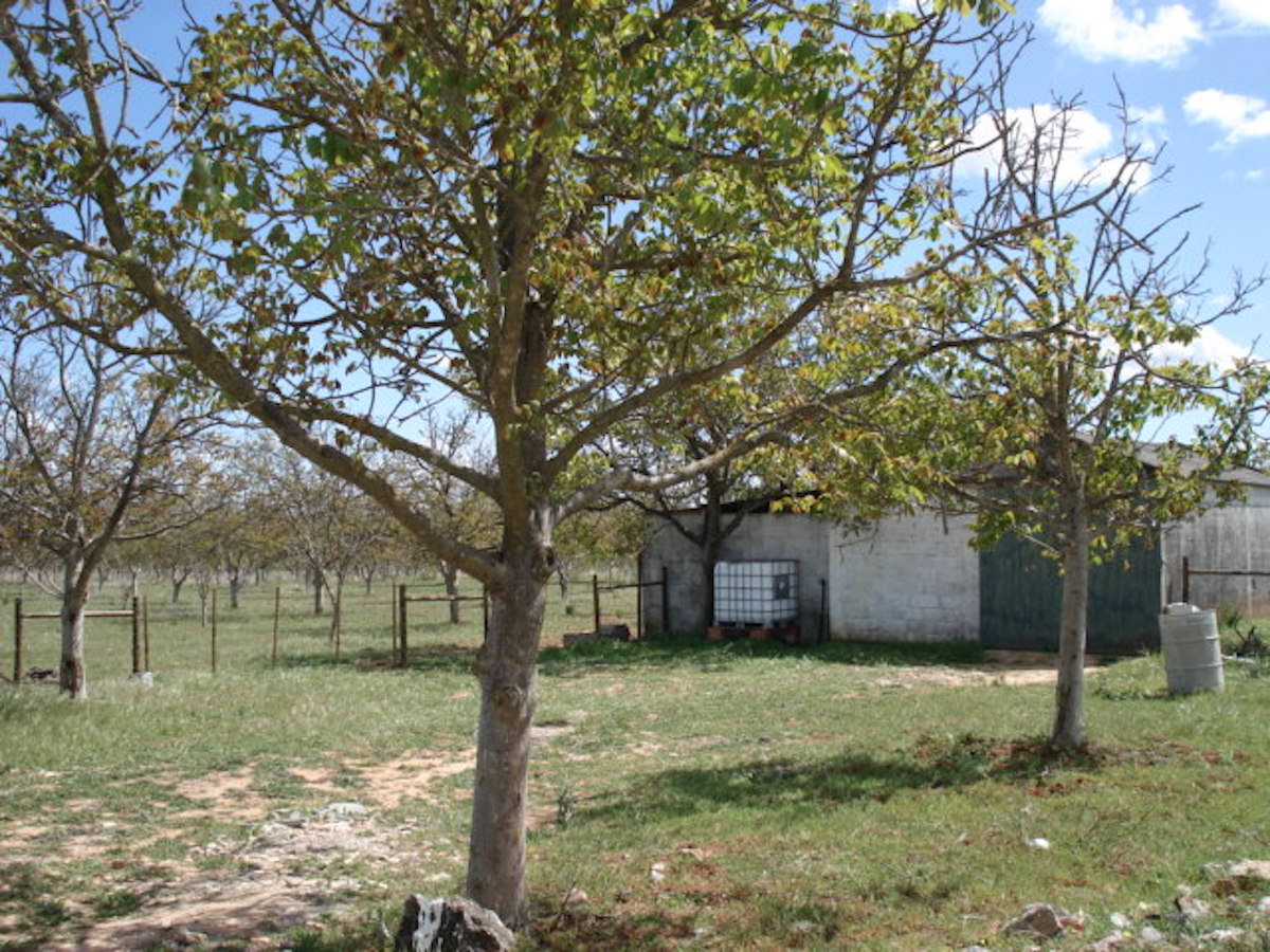 Quinta rústica com moinho de vento à venda em Portugal