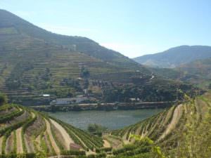 Propriedade para investidores do vinho Douro