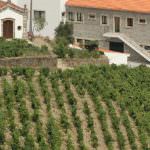Maravilhosa Quinta Produção de vinho Rio Douro