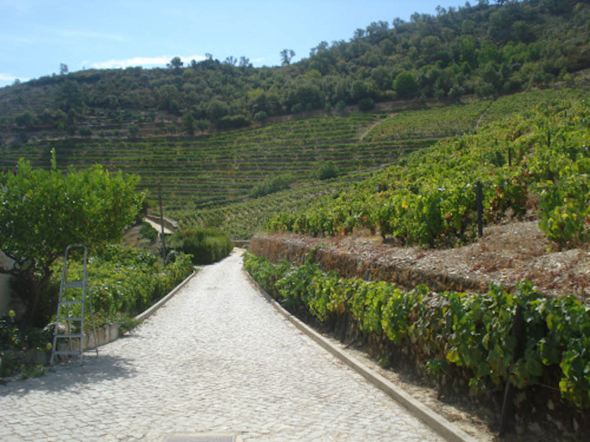 Maravilhosa Quinta Produção de vinho Rio Douro