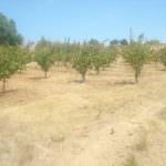 Plot for development – opportunity to make a nice farm
