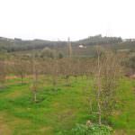 Large Plot for development – good location for a Farm