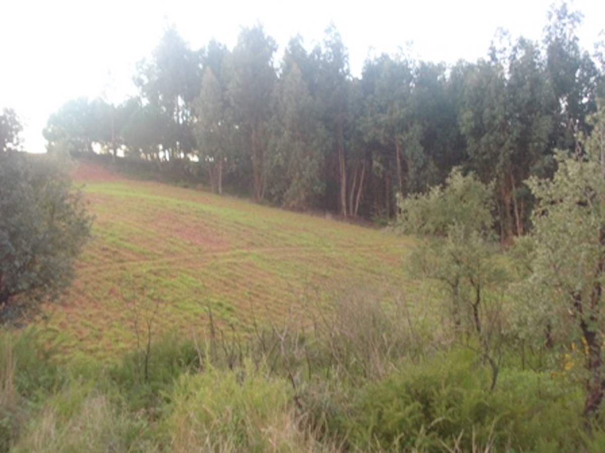 Large Plot for development – good location for a Farm