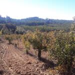 Terreno para construção com óptima localização e Vista Campo