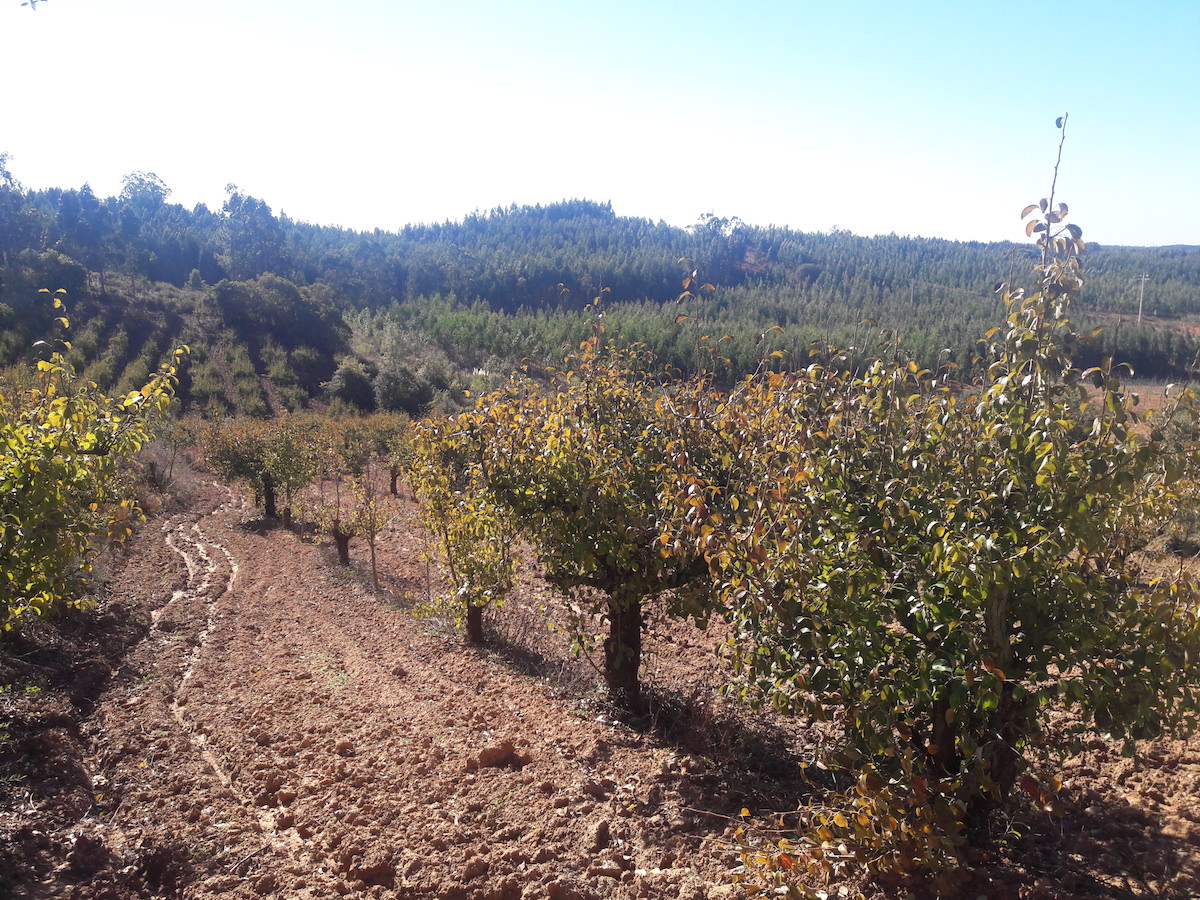 Terreno para construção com óptima localização e Vista Campo