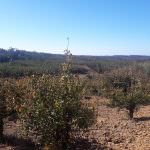 Terreno para construção com óptima localização e Vista Campo