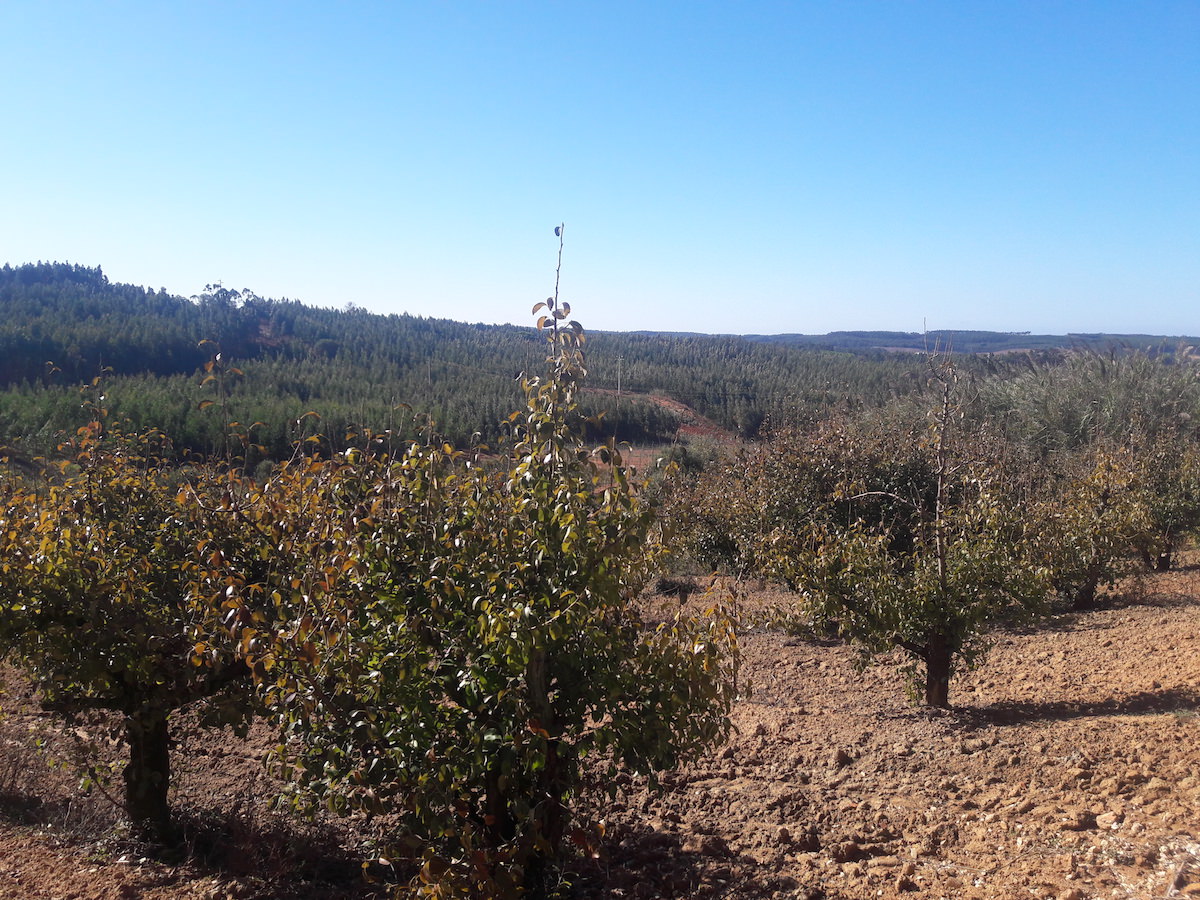 Terreno para construção com óptima localização e Vista Campo