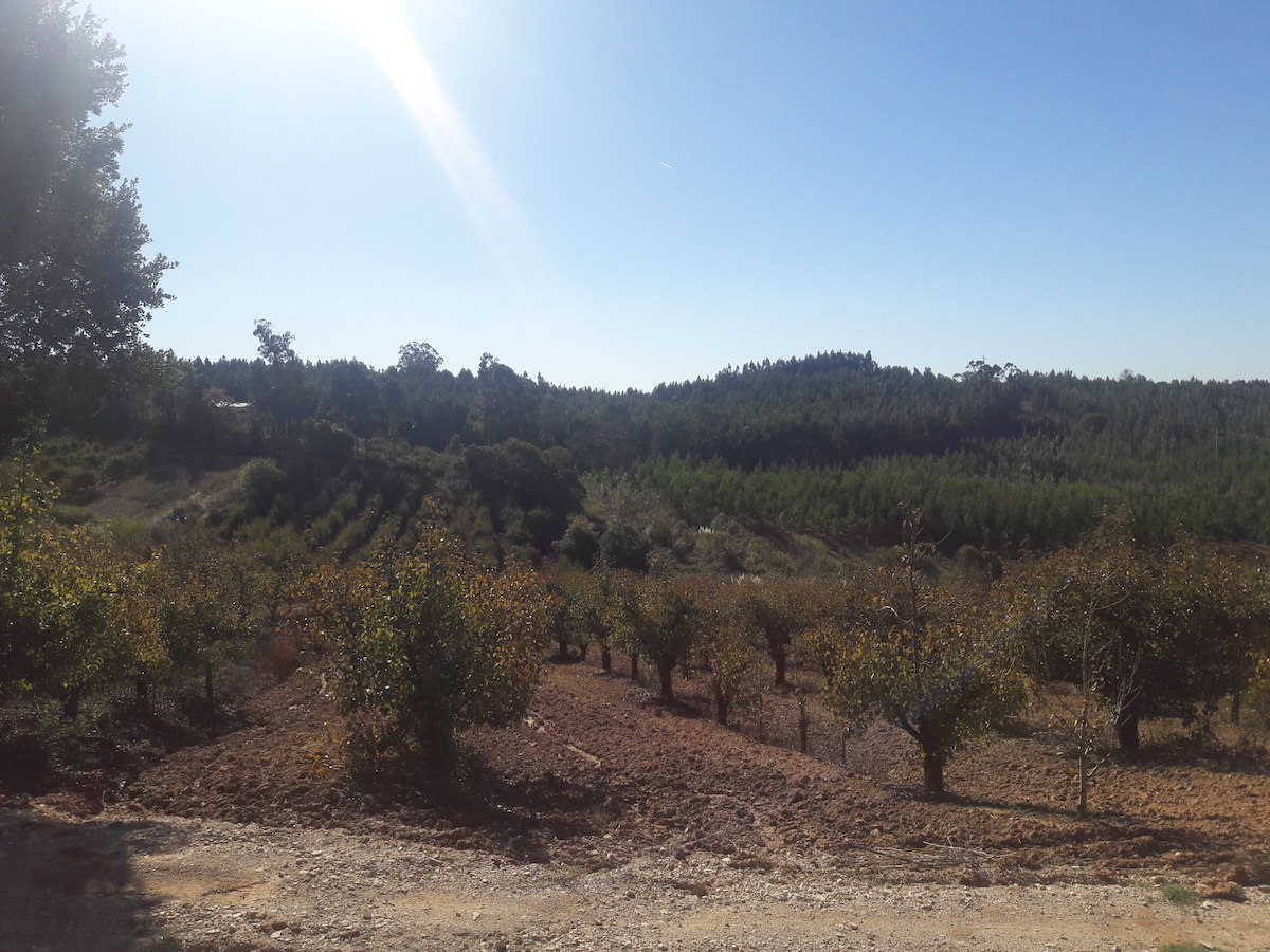 Terreno para construção com óptima localização e Vista Campo