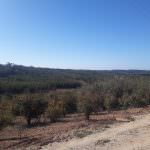 Terreno para construção com óptima localização e Vista Campo