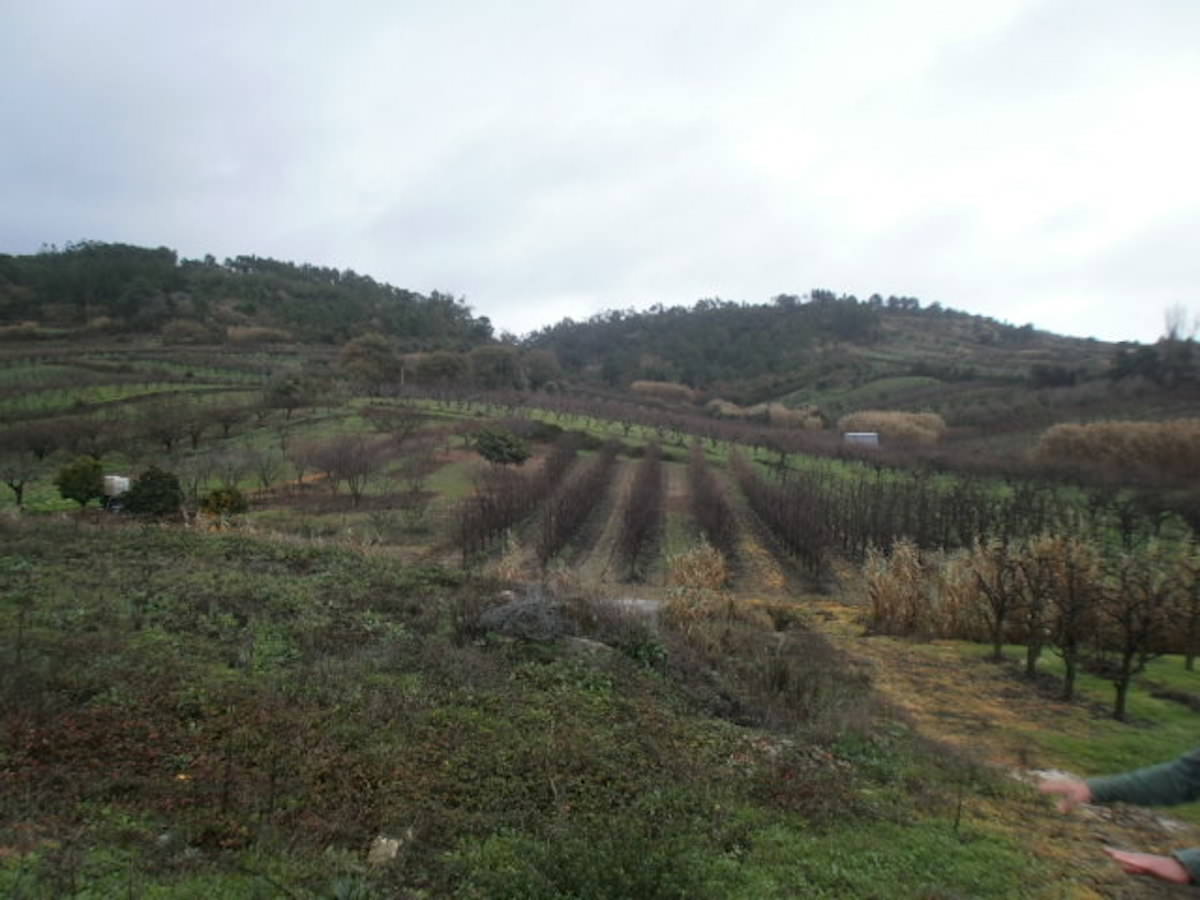 Lote com projecto aprovado em preço de ocasião