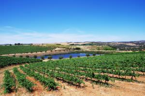Landscape of Alentejo and its vineyards
