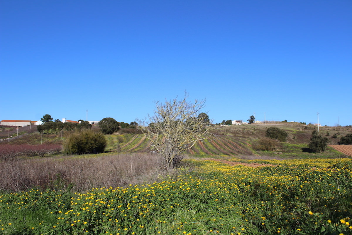 Moradia Tradicional estilo Quinta perto de Óbidos