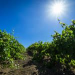 Quinta com produção de vinho perto de Torres Vedras