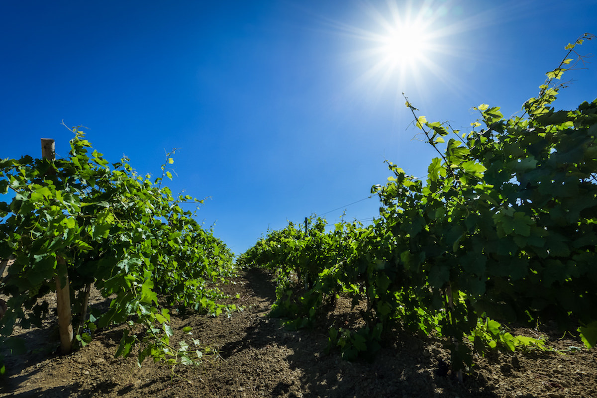Quinta com produção de vinho perto de Torres Vedras