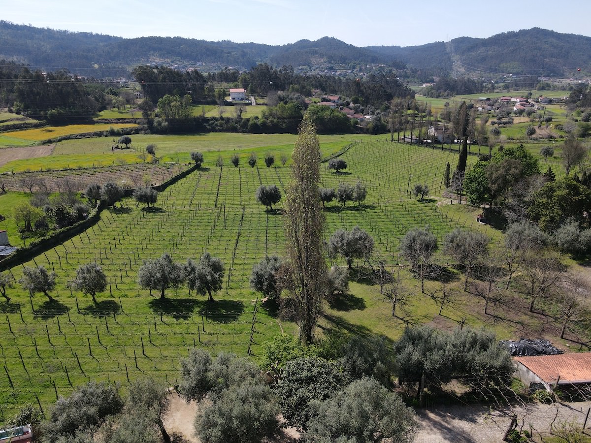 Overview large vineyard and manor house for sale Portugal